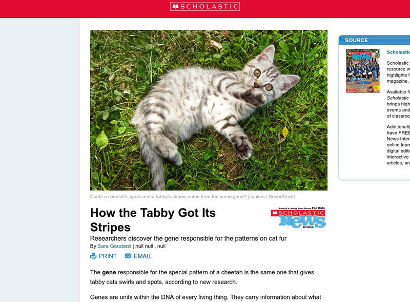 Scholastic News: How the Tabby Got Its Stripes Article Scholastic News: How the Tabby Got Its Stripes Article