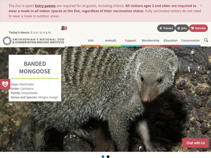 Smithsonian National Zoo: Banded Mongoose Fact Sheet Handout for 9th ...