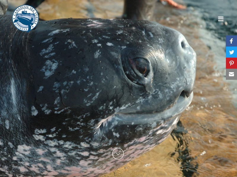 Canadian Sea Turtle Network Website Canadian Sea Turtle Network Website
