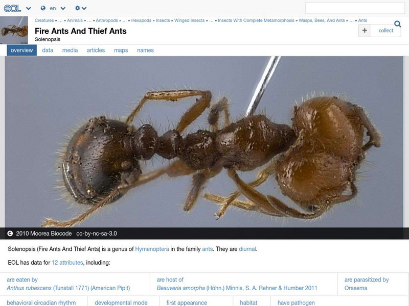Encyclopedia of Life: Fire Ants Handout Encyclopedia of Life: Fire Ants Handout