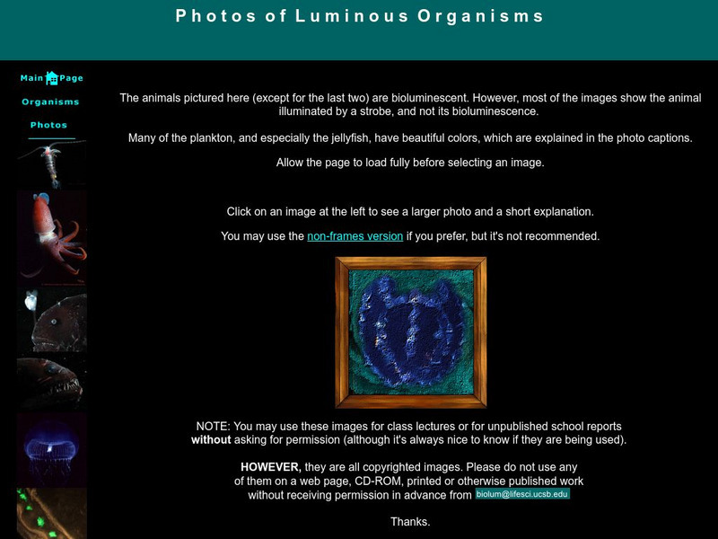 University of California at Santa Barbara: Pictures of Bioluninescent Animals Graphic University of California at Santa Barbara: Pictures of Bioluninescent Animals Graphic