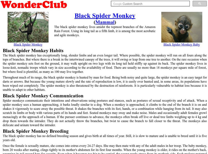 Wonder Club: Black Spider Monkey Handout Wonder Club: Black Spider Monkey Handout