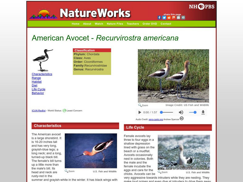 Nh Pbs: Nature Works: American Avocet Handout Nh Pbs: Nature Works: American Avocet Handout