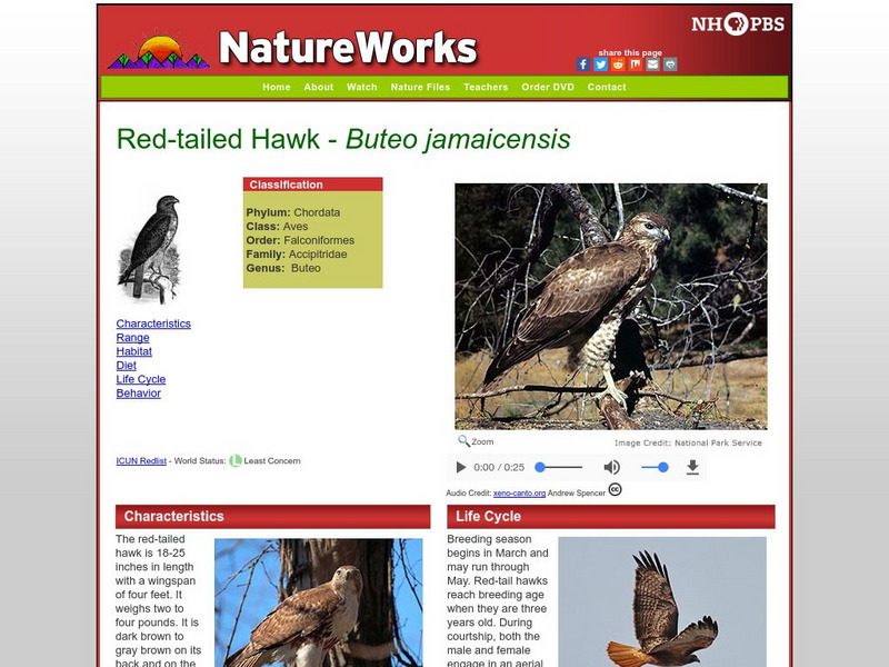 Nh Pbs: Nature Works: Red Tailed Hawk Handout Nh Pbs: Nature Works: Red Tailed Hawk Handout