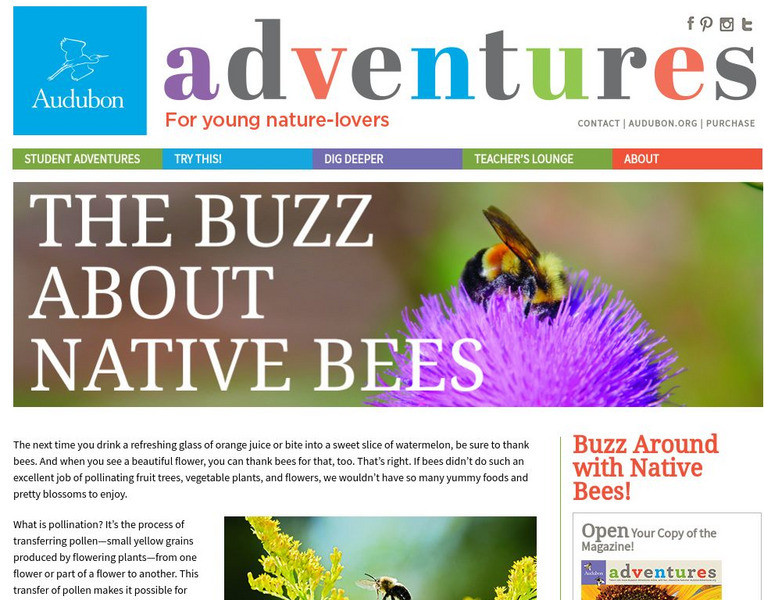 National Audubon Society: Audubon Adventures: The Buzz About Native Bees Website National Audubon Society: Audubon Adventures: The Buzz About Native Bees Website