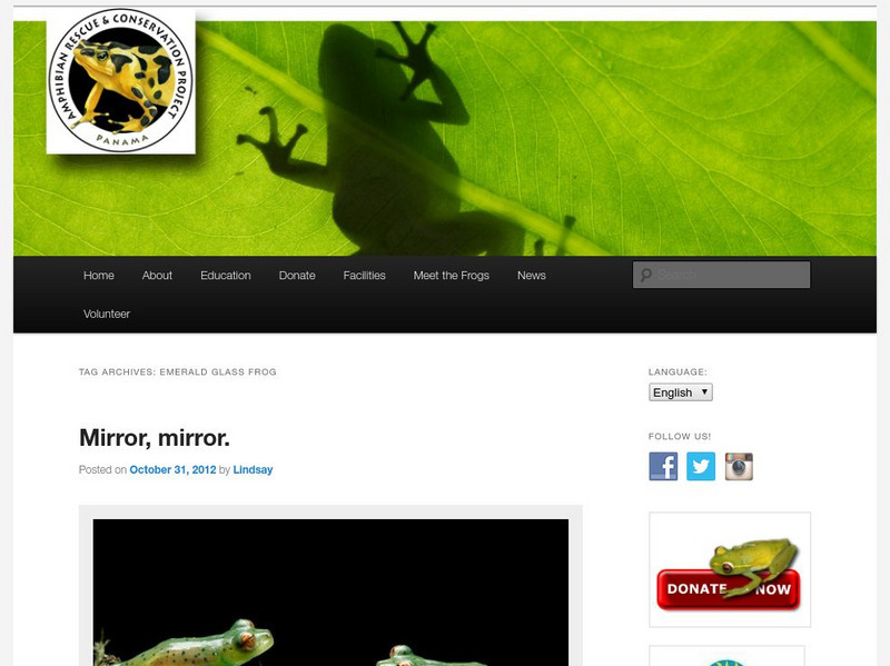 Amphibian Rescue and Conservation Project: Emerald Glass Frog Article Amphibian Rescue and Conservation Project: Emerald Glass Frog Article