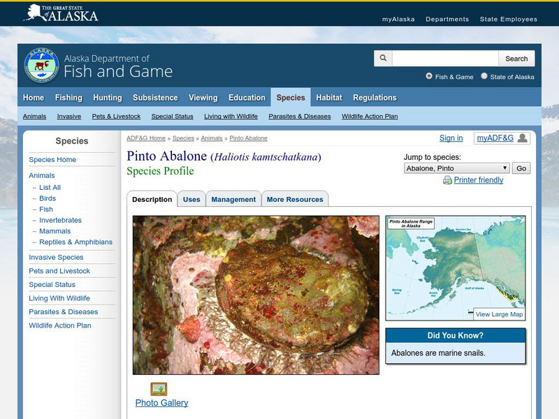 Alaska Department of Fish and Game: Pinto Abalone Website Alaska Department of Fish and Game: Pinto Abalone Website