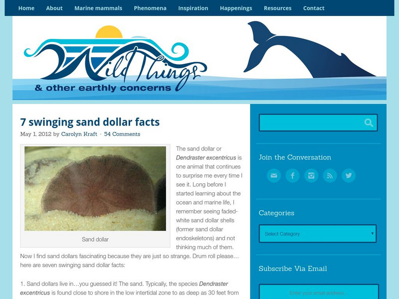 Wild Things: Seven Swinging Sand Dollar Facts Article Wild Things: Seven Swinging Sand Dollar Facts Article