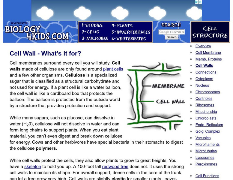 Biology4 Kids: Cell Wall What's It For? Handout Biology4 Kids: Cell Wall What's It For? Handout