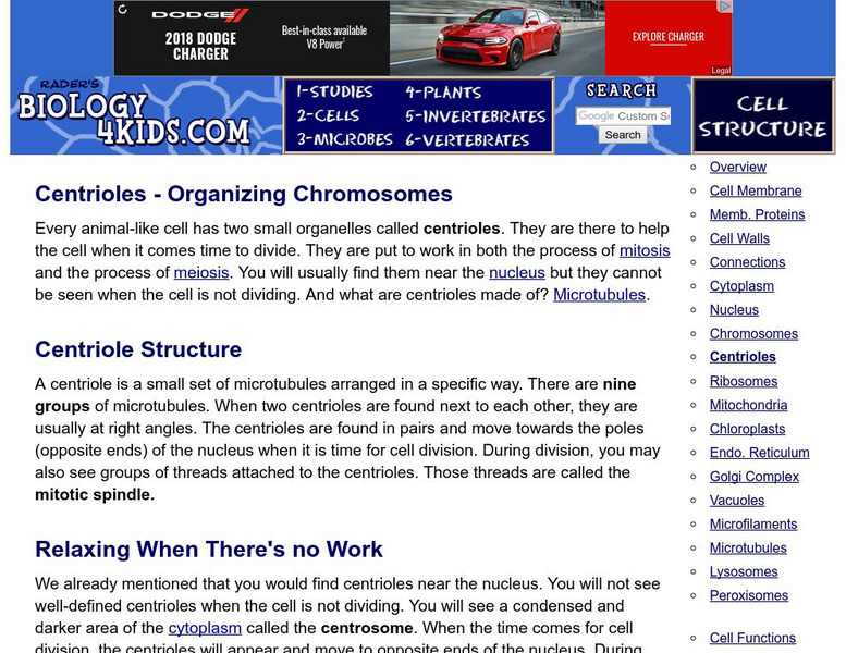 Biology4 Kids: Centrioles Organizing Chromosomes Handout Biology4 Kids: Centrioles Organizing Chromosomes Handout