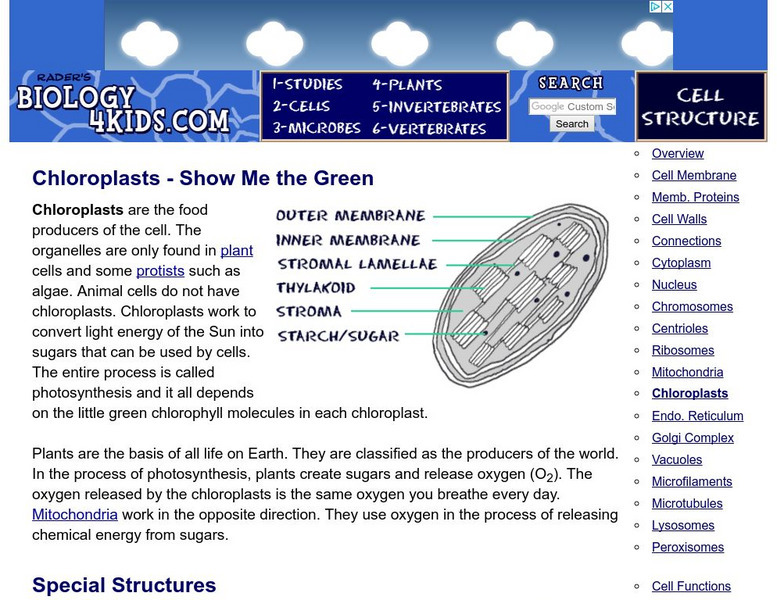 Biology4 Kids: Chloroplasts Show Me the Green Handout Biology4 Kids: Chloroplasts Show Me the Green Handout
