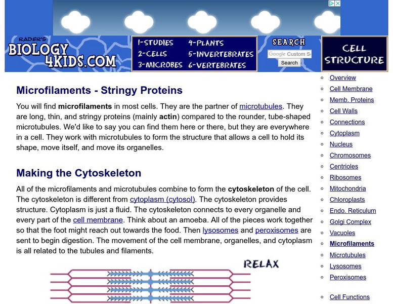 Biology4 Kids: Microfilaments Stringy Proteins Handout Biology4 Kids: Microfilaments Stringy Proteins Handout