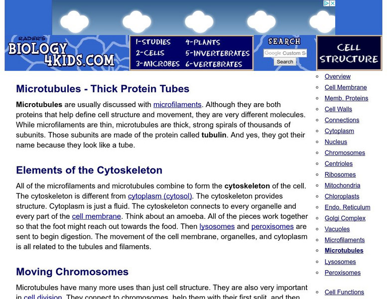 Biology4 Kids: Microtubules Thick Protein Tubes Handout Biology4 Kids: Microtubules Thick Protein Tubes Handout