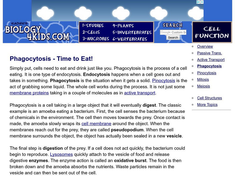 Biology4 Kids: Phagocytosis Time to Eat! Handout Biology4 Kids: Phagocytosis Time to Eat! Handout