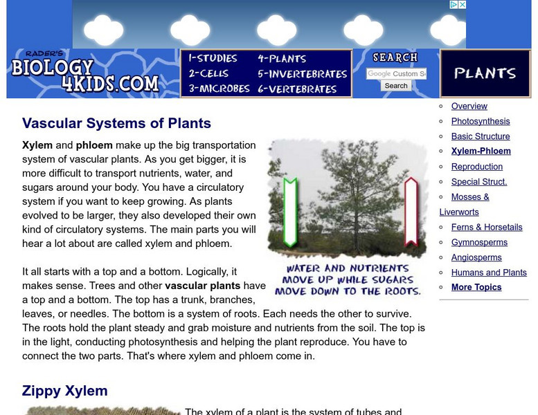 Biology4 Kids: Plants Vascular Systems Handout Biology4 Kids: Plants Vascular Systems Handout