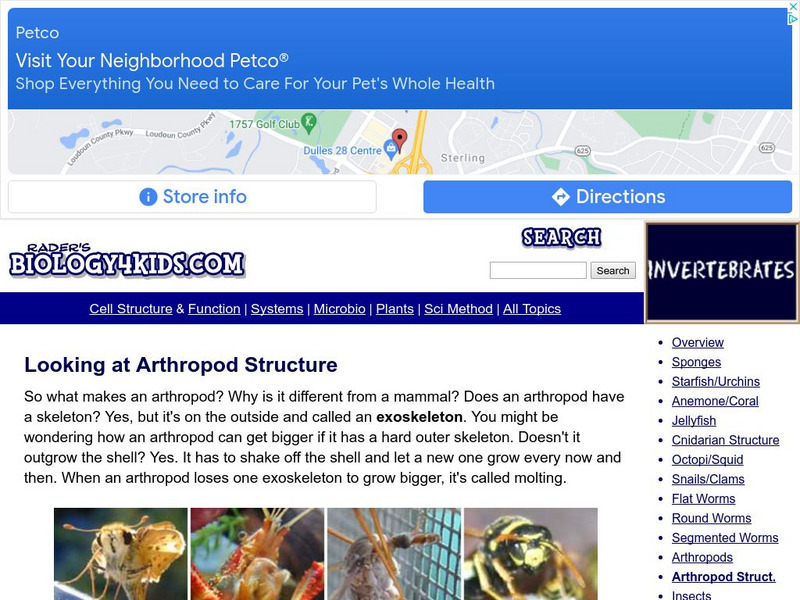 Biology4 Kids: Looking at Arthropod Structure Website Biology4 Kids: Looking at Arthropod Structure Website