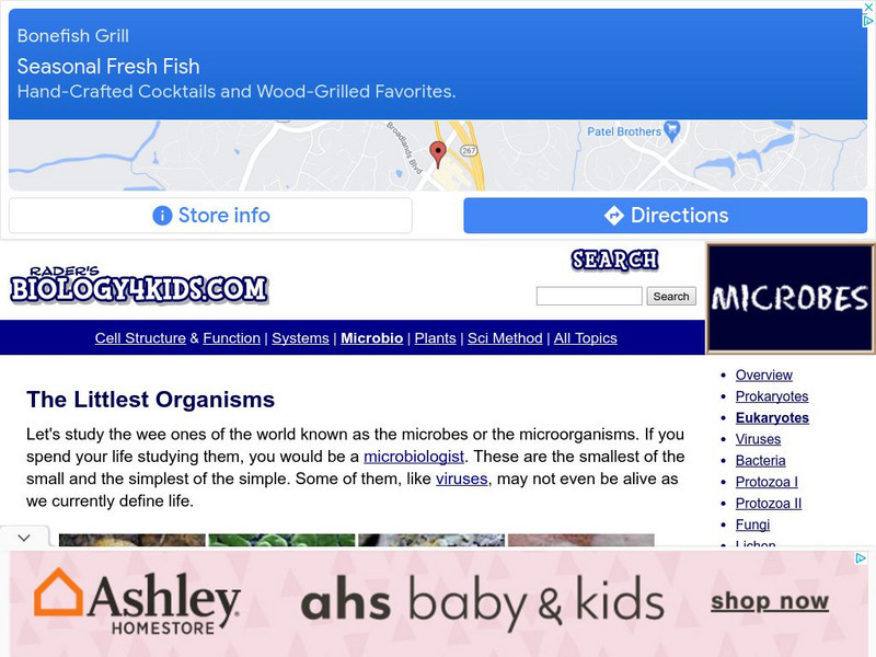 Biology4 Kids: Eukaryotes Cells With Parts Website Biology4 Kids: Eukaryotes Cells With Parts Website