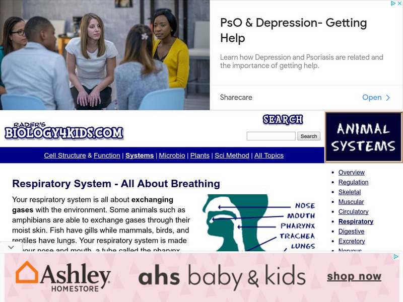 Biology4 Kids: Respiratory System All About Breathing Website Biology4 Kids: Respiratory System All About Breathing Website