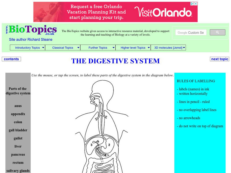 Bio Topics: The Digestive System Graphic Bio Topics: The Digestive System Graphic