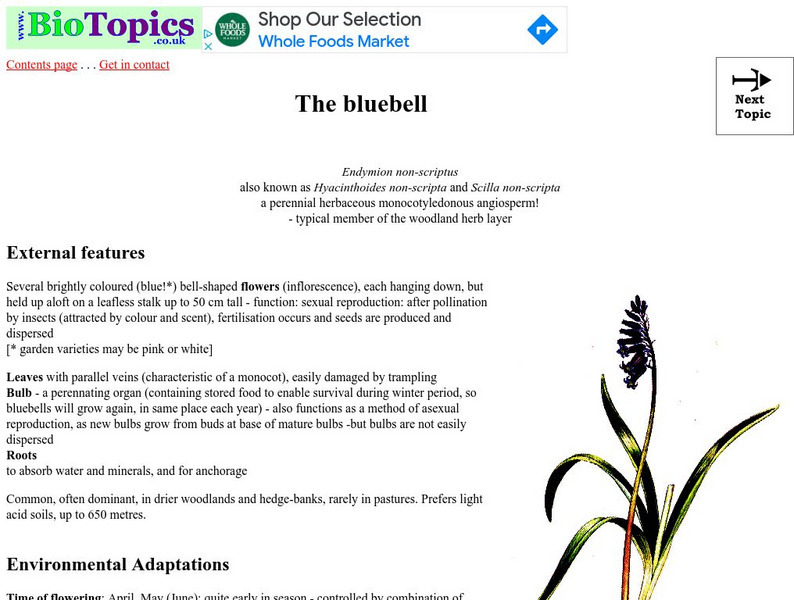 Bio Topics: The Bluebell Article