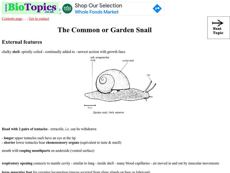 Bio Topics: The Common or Garden Snail Article