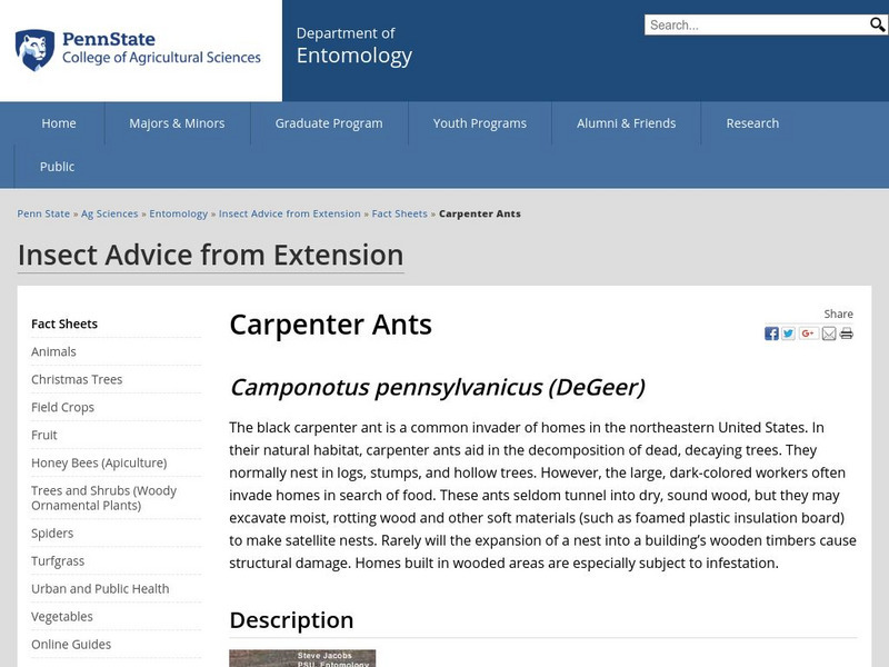 College of Agricultural Sciences: Carpenter Ants Website College of Agricultural Sciences: Carpenter Ants Website