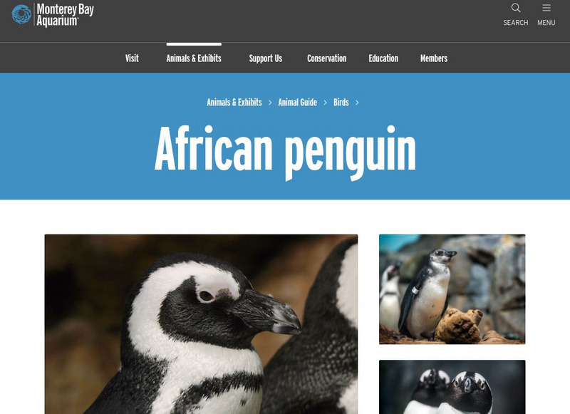 Monterey Bay Aquarium: Blackfooted Penguin Handout Monterey Bay Aquarium: Blackfooted Penguin Handout