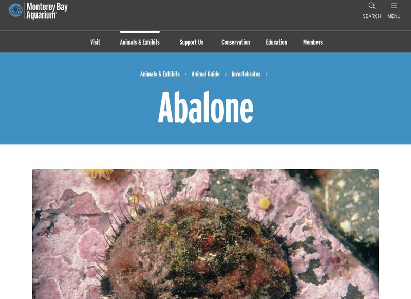 Monterey Bay Aquarium: Abalone Handout Monterey Bay Aquarium: Abalone Handout