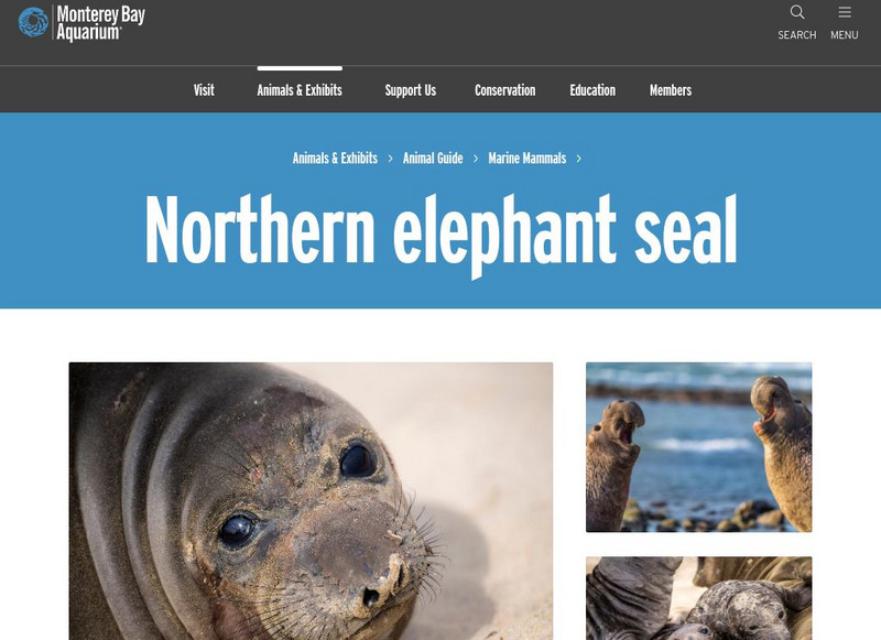 Monterey Bay Aquarium: Northern Elephant Seal Handout Monterey Bay Aquarium: Northern Elephant Seal Handout