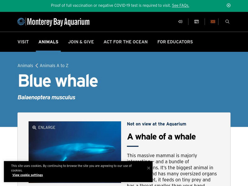 Monterey Bay Aquarium: Blue Whale (Balenoptera Musculus) Handout Monterey Bay Aquarium: Blue Whale (Balenoptera Musculus) Handout