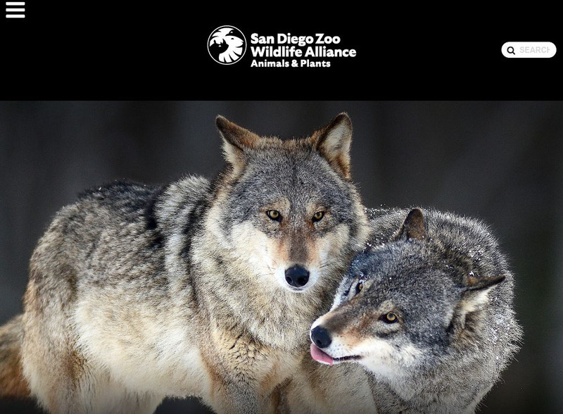 San Diego Zoo: Wolf Instructional Video San Diego Zoo: Wolf Instructional Video