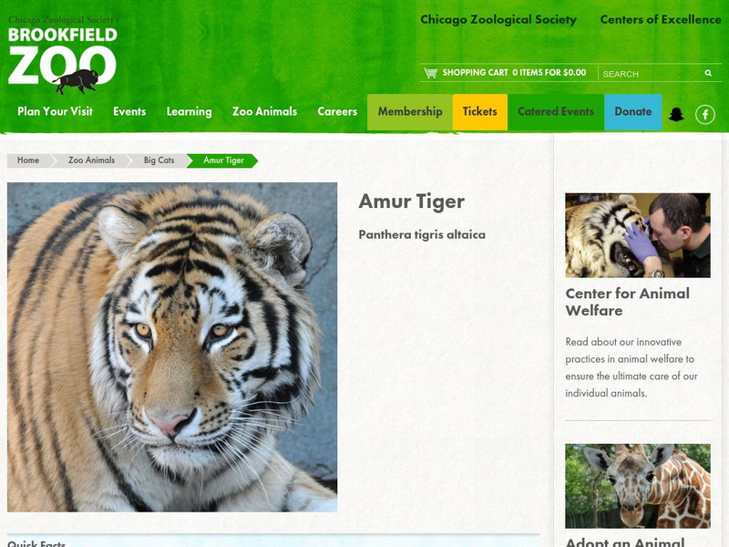 Chicago Zoological Society: Zoo Explorer: Amur Tiger Handout Chicago Zoological Society: Zoo Explorer: Amur Tiger Handout