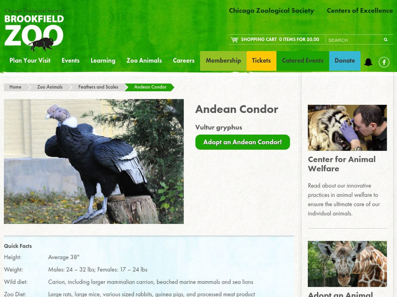 Chicago Zoological Society: Zoo Explorer: Andean Condor Handout Chicago Zoological Society: Zoo Explorer: Andean Condor Handout