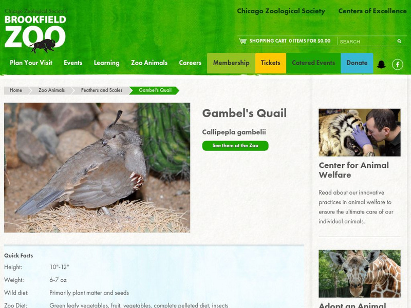 Chicago Zoological Society: Zoo Explorer: Gambel's Quail Handout Chicago Zoological Society: Zoo Explorer: Gambel's Quail Handout