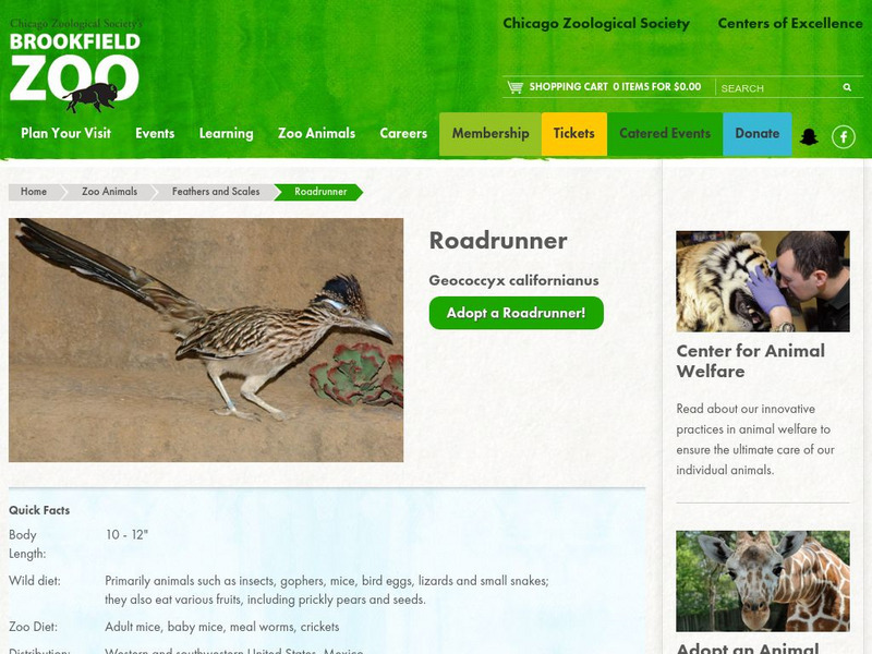 Chicago Zoological Society: Zoo Explorer: Roadrunner Handout Chicago Zoological Society: Zoo Explorer: Roadrunner Handout
