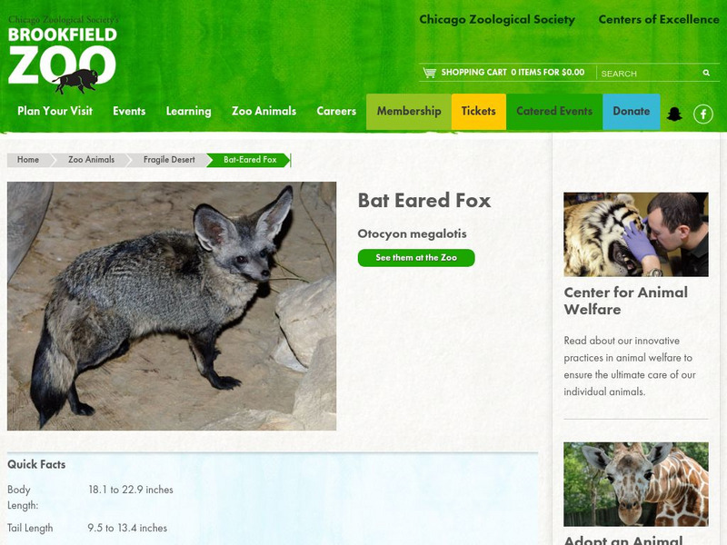 Chicago Zoological Society: Zoo Explorer: Bat Eared Fox Handout Chicago Zoological Society: Zoo Explorer: Bat Eared Fox Handout