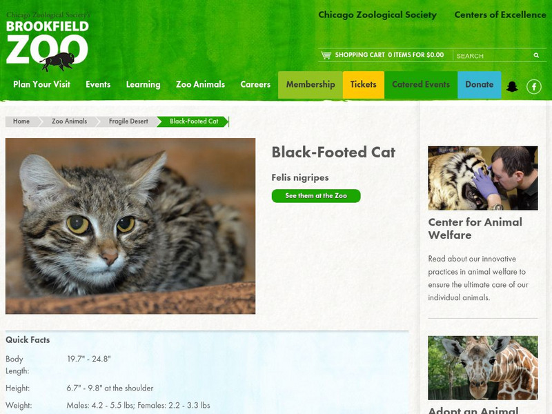 Chicago Zoological Society: Zoo Explorer: Black Footed Cat Handout Chicago Zoological Society: Zoo Explorer: Black Footed Cat Handout