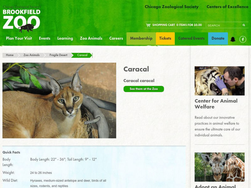 Chicago Zoological Society: Zoo Explorer: Caracal Handout Chicago Zoological Society: Zoo Explorer: Caracal Handout