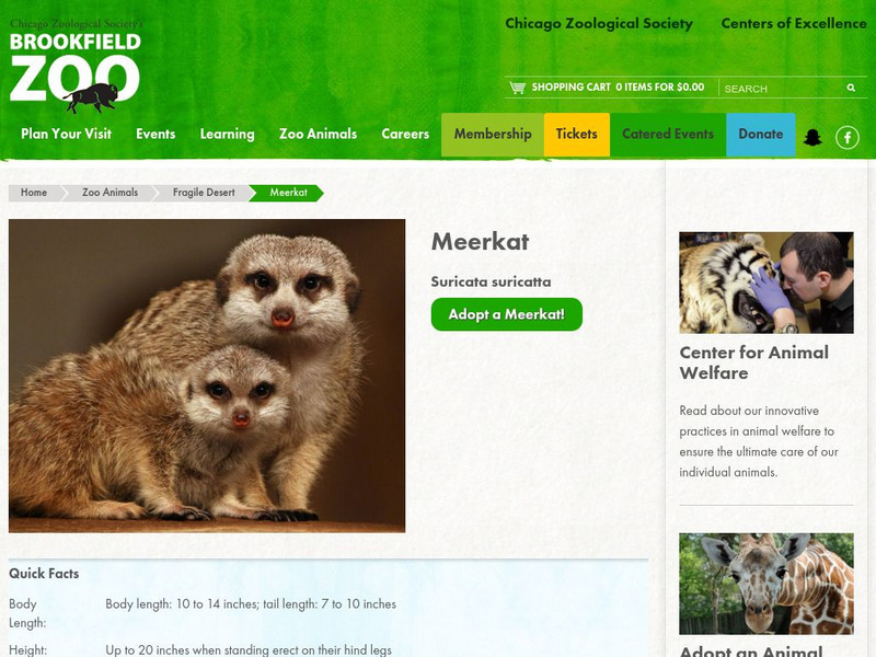 Chicago Zoological Society: Zoo Explorer: Meerkat Handout Chicago Zoological Society: Zoo Explorer: Meerkat Handout