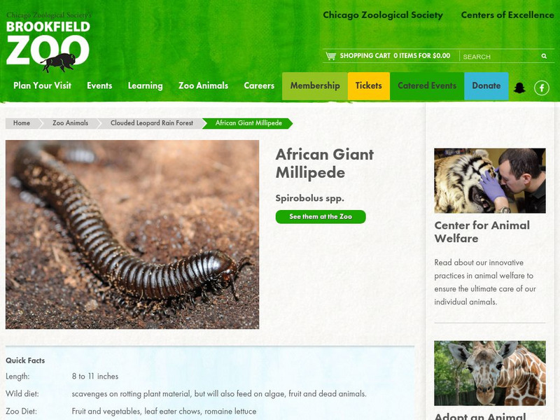 Chicago Zoological Society: Zoo Explorer: African Giant Millipede Handout Chicago Zoological Society: Zoo Explorer: African Giant Millipede Handout