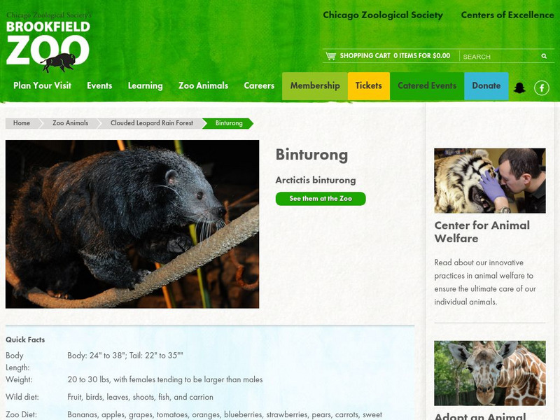 Chicago Zoological Society: Zoo Explorer: Binturong Handout Chicago Zoological Society: Zoo Explorer: Binturong Handout
