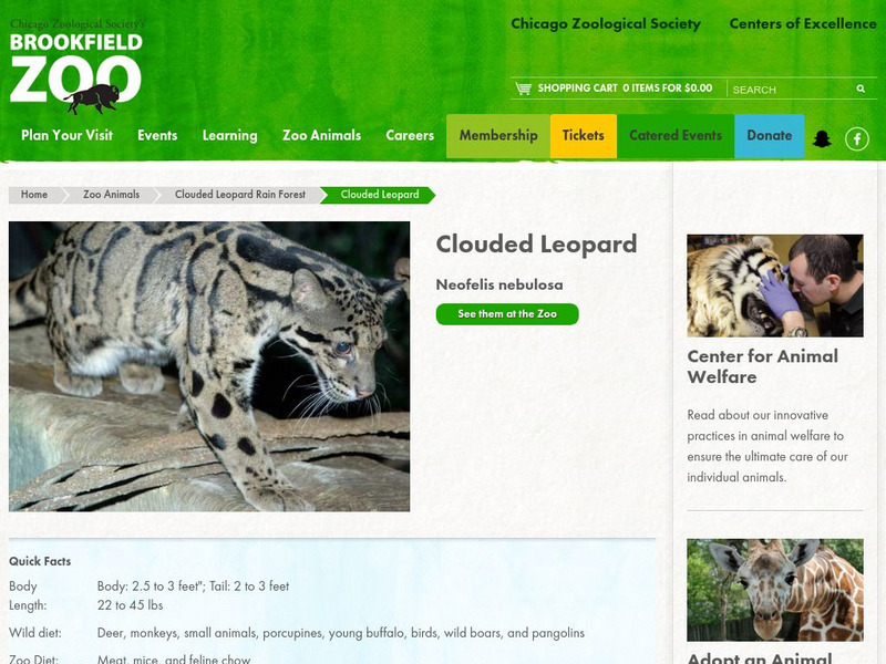 Chicago Zoological Society: Zoo Explorer: Clouded Leopard Handout Chicago Zoological Society: Zoo Explorer: Clouded Leopard Handout