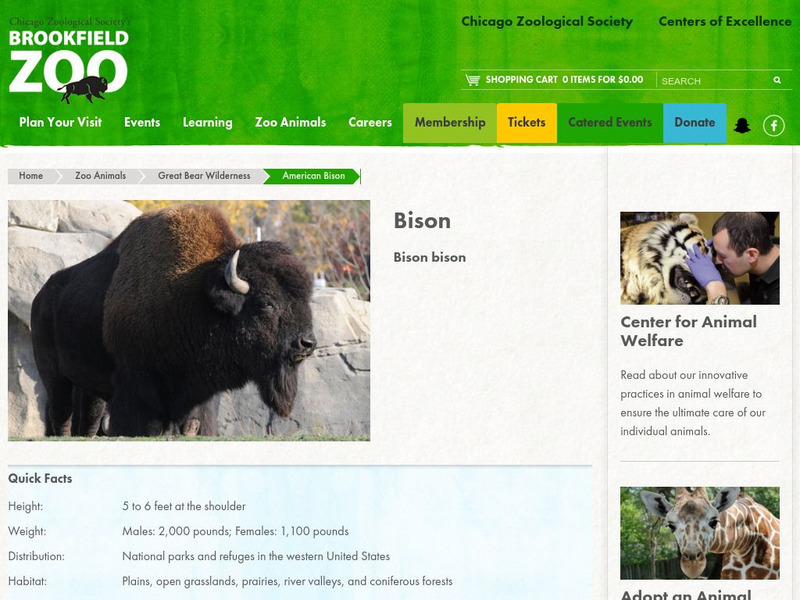 Chicago Zoological Society: Zoo Explorer: American Bison Handout Chicago Zoological Society: Zoo Explorer: American Bison Handout