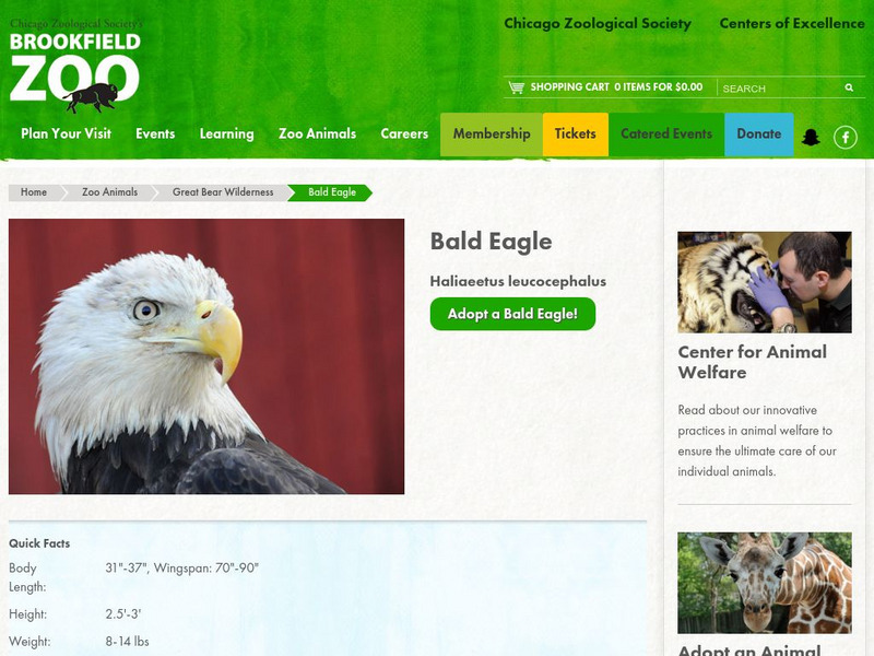 Chicago Zoological Society: Zoo Explorer: Bald Eagle Handout Chicago Zoological Society: Zoo Explorer: Bald Eagle Handout