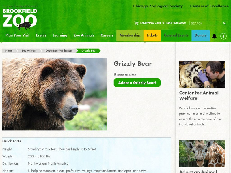 Chicago Zoological Society: Zoo Explorer: Grizzly Bear Handout Chicago Zoological Society: Zoo Explorer: Grizzly Bear Handout
