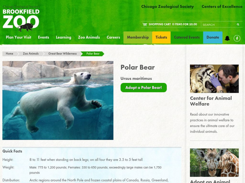 Chicago Zoological Society: Zoo Explorer: Polar Bear Handout Chicago Zoological Society: Zoo Explorer: Polar Bear Handout