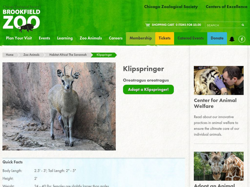 Chicago Zoological Society: Zoo Explorer: Klipspringer Handout Chicago Zoological Society: Zoo Explorer: Klipspringer Handout