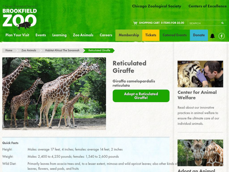 Chicago Zoological Society: Zoo Explorer: Reticulated Giraffe Handout Chicago Zoological Society: Zoo Explorer: Reticulated Giraffe Handout