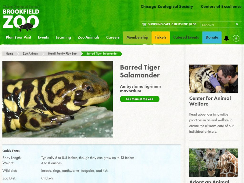 Chicago Zoological Society: Zoo Explorer: Barred Tiger Salamander Handout