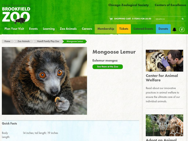 Chicago Zoological Society: Zoo Explorer: Mongoose Lemur Handout